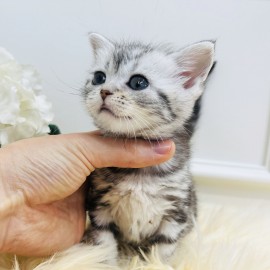 아메리칸 숏헤어/여아