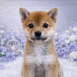 [혈통]마메시바/남아