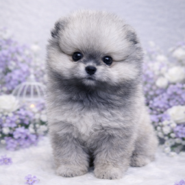 포메라니안/여아