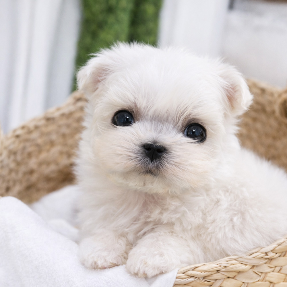 미니 말티즈/여아