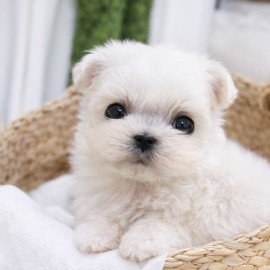 미니 말티즈/여아