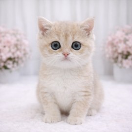 브리티쉬 숏헤어/여아