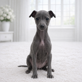 이탈리안그레이하운드/남아